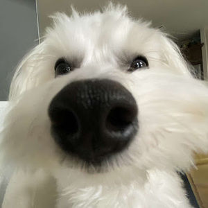 Meet your Posher, Ella